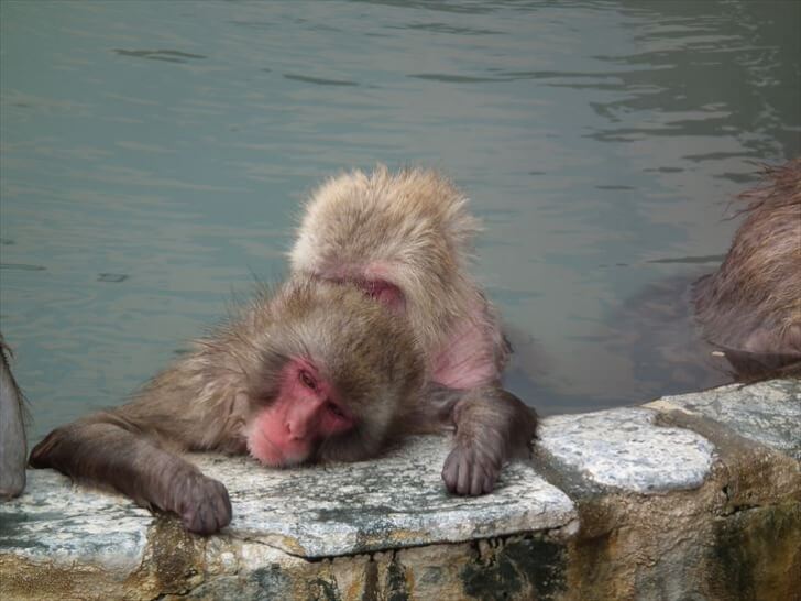 北海道　猿　サル