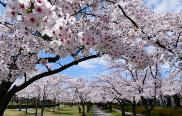 福島県　磐梯熱海温泉　桜