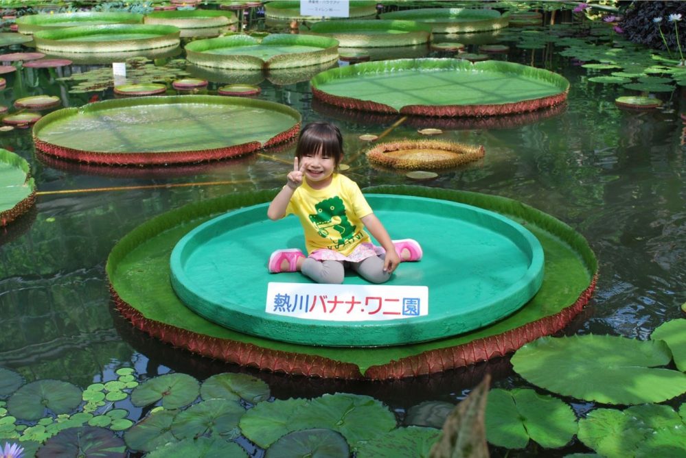 自由研究に 静岡県 熱川バナナワニ園 で おっきな蓮 亀に乗れるメルヘン体験 8 25 日 まで 温泉部